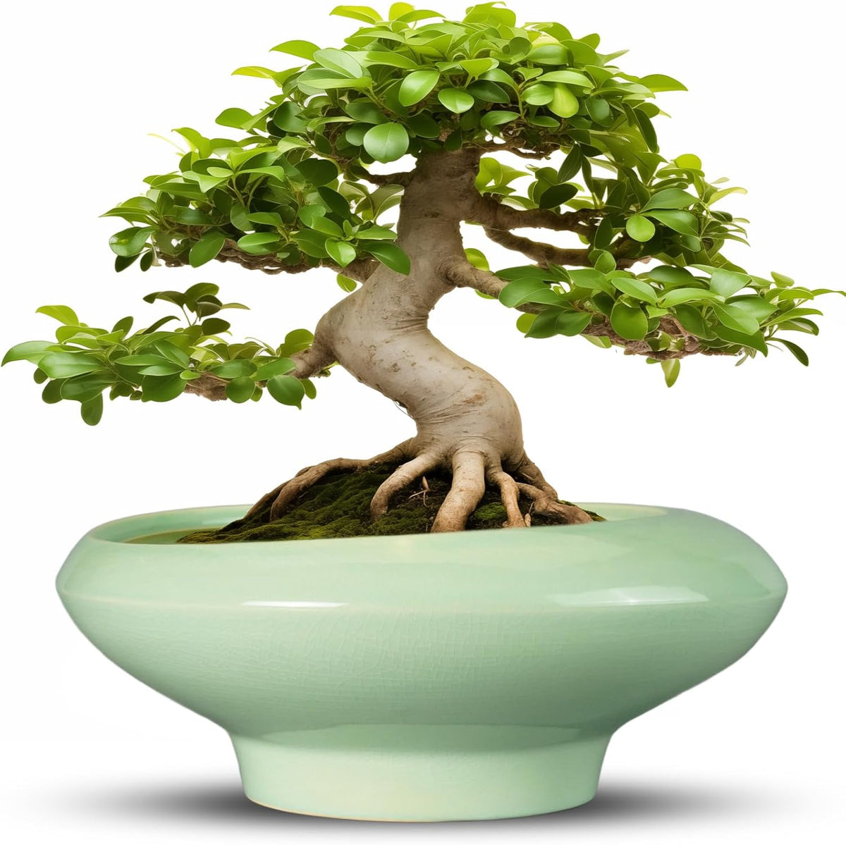 Ceramic Bonsai Pots - Large Succulent Planter 13 Inch Plant Pot Indoor Succulent Pot with Drainage Hole Outdoor Planter Bonsai Tree Pot for House Home Garden Office Decor Green