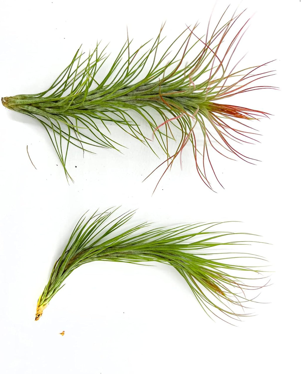 ragnaroc Air Plants - Tillandsia Funckiana Hybrid, Large 5-7" - 2ct - Live Arrival Guaranteed - House Plants for Home Decor & Gift