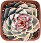 Live Succulent Echeveria 'Red Velutinous' Sugar Heart, Approx 2-inch Large, Potted Succulents, Fully Rooted, Easy Care House Plants