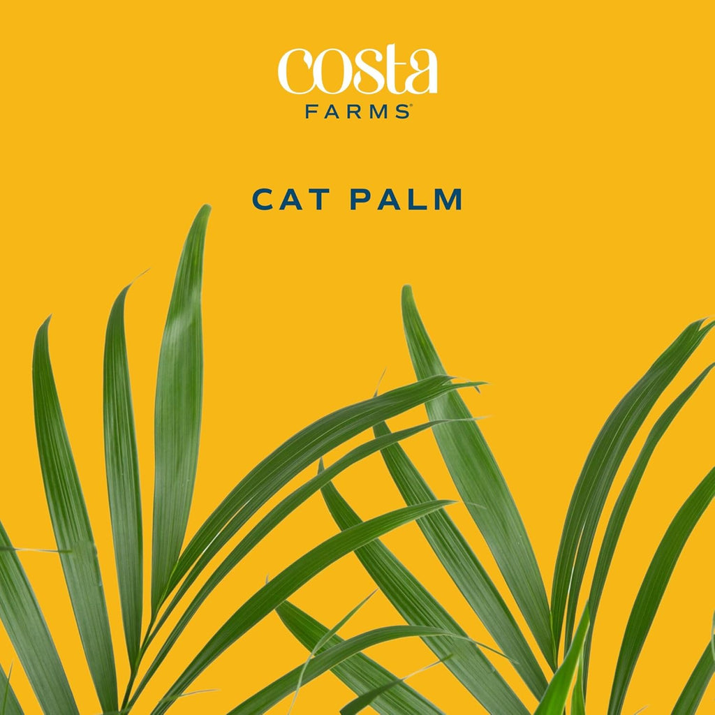 Costa Farms Cat Palm, Live Indoor Houseplant in Décor Planter, Tree-Like Floor House Plant Potted in Soil, Housewarming Gift for New Home, Living Room or Office Decor, Patio Decor, 3-4 Feet Tall