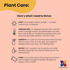 United Nursery Dracaena Janet Craig – Tall Indoor Plant in 10” Grower Pot – 38–42 Inches Tall – Air-Purifying, Low-Light Tropical Houseplant – Easy-Care Green Foliage for Home or Office Decor