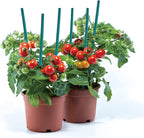 Green Bamboo Sticks Plant Stakes, Plant Support Sticks for Indoor Plants, GAGINANG Sturdy Bamboo Stakes, Floral Plant Support for Indoor and Outdoor Plants 25 Pack（18 Inches）