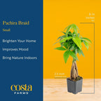 Costa Farms Money Tree Live Plant in Decorative Pot, Air Purifying Indoor Houseplant, Perfect for Home, Room, or Office Decor, Great House Warming or Birthday Gift, 8-10 Inches Tall