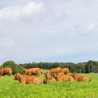 Outsidepride All-Purpose Pasture Seed Mix - 25 lb. Perennial, Drought-Tolerant & Fast-Growing, Pasture Seeds for Planting Abundant Forage Grass & Clover, Great for Grazing Livestock & Hay Production