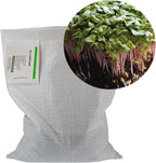 Radish Sprouting Seed - Red Arrow Variety - 5 Lb Bulk Seed - Heirloom Radish Sprouts - Non-GMO Sprouting and Micro Radishes