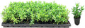 Little John Dwarf Bottlebrush | 20 Live Plants | Callistemon | Compact Blooming Shrub | Attracts Hummingbirds and Butterflies