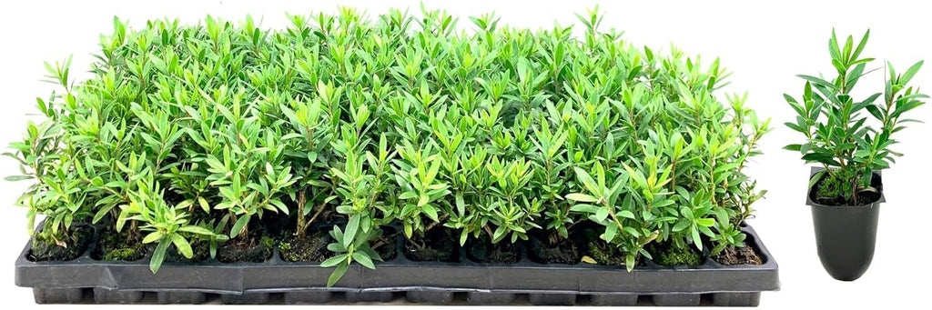 Little John Dwarf Bottlebrush | 10 Live Plants | Callistemon | Compact Blooming Shrub | Attracts Hummingbirds and Butterflies