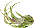 ragnaroc Air Plants - Tillandsia Pruinosa, Large 3-5" - 5ct - Live Arrival Guaranteed - House Plants for Home Decor & Gift