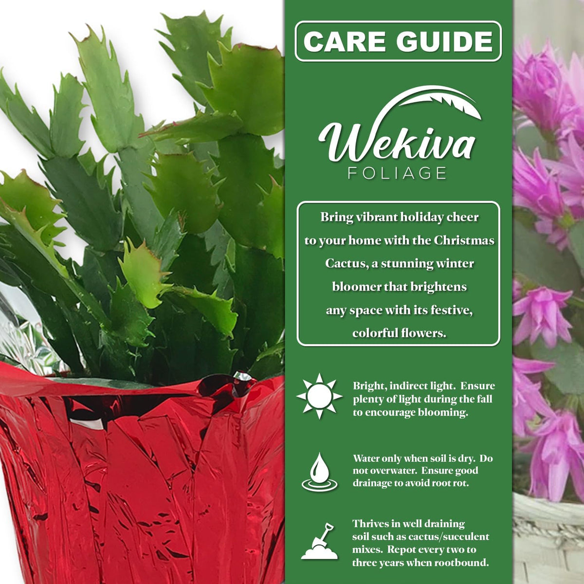 Christmas Cactus Variety 4pack - 4 Live Starter Plants - Schlumbergera Bridgesii - Growers Choice Beautiful Colorful Tropical Indoor Succulent
