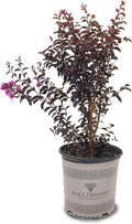 American Plant Exchange Black Diamond Purely Purple Crape Myrtle Tree Live, 3-Gallon Pot, 1-2ft Tall, Vibrant Purple Flowers, Drought-Tolerant, Large Outdoor Landscape Accent, Year-Round Beauty