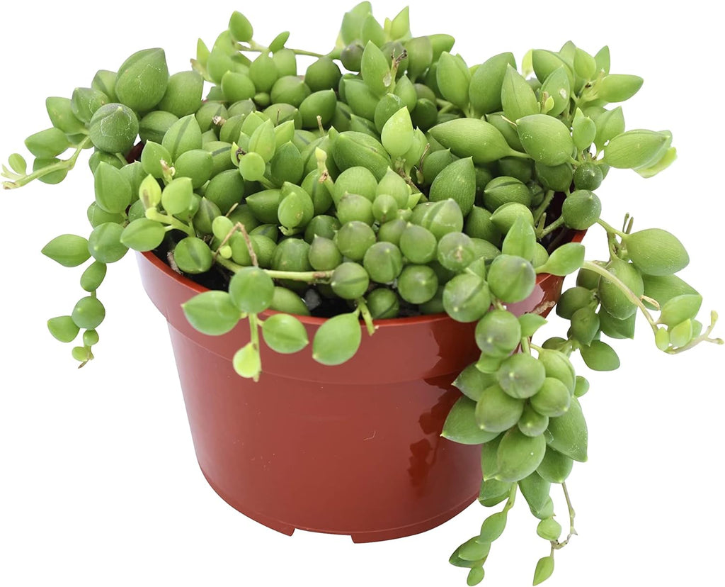 Live Succulent 4" String of Tears, Succulents Plants Live, Succulent Plants Fully Rooted, House Plant for Home Office Decoration, DIY Projects, Party Favor Gift by The Succulent Cult