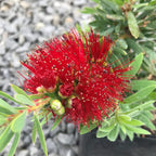 Little John Dwarf Bottlebrush | 20 Live Plants | Callistemon | Compact Blooming Shrub | Attracts Hummingbirds and Butterflies