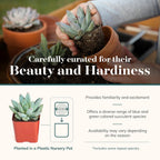 Shop Succulents Blue & Green Succulent Plant Pack Bulk Collection - Live Mini Succulent Plants, Low Maintenance, Mixture of Textures - Wedding and Party Favors, Gift & Garden, Pack of 100