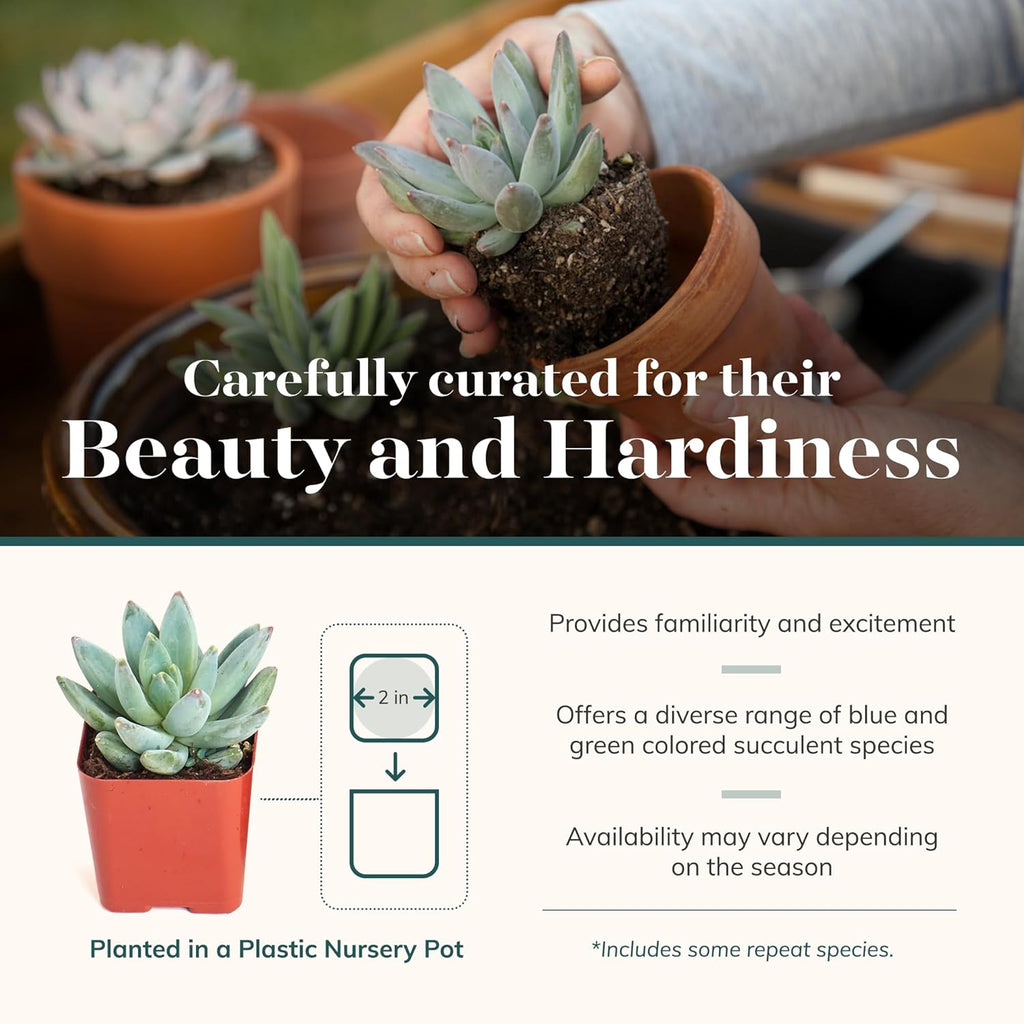 Shop Succulents Blue & Green Succulent Plant Pack Collection - Live Mini Succulent Plants, Low Maintenance, Mixture of Textures - Wedding and Party Favors, Gift & Garden, Pack of 12