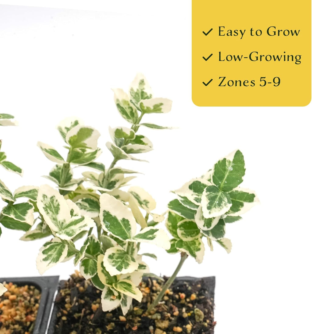 2 Emerald Gaiety Euonymus in 3.5" Nursery Cubes | Euonymus fortunei ‘Emerald Gaiety’ | Live Plants | Variegated Evergreen Shrub for Borders, Groundcover & Containers