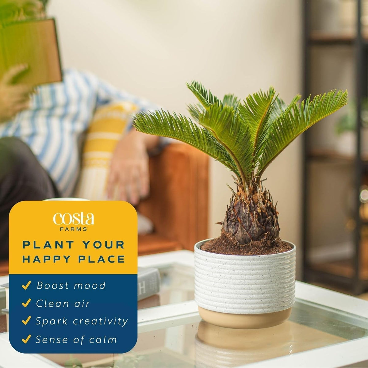 Costa Farms Live Sago Palm, Easy to Grow Live Indoor Plant, Houseplant in Plant Pot, Home and Room Decor, 1 Foot Tall