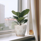 Ceramic Planter 8 Inch Plant Pot with Drainage Hole and Saucer Ceramic Pots for Indoor Plants Outdoor Large Flower Pot for Home Decor White