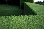 Dwarf Yaupon Holly | Ilex Schilling Stokes Vomitoria | 3 Live Plants | Drought Tolerant Low Maintenance Evergreen Hedge