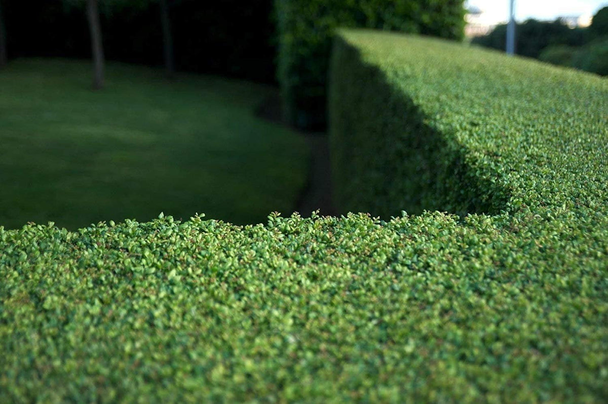 Dwarf Yaupon Holly | Ilex Schilling Stokes Vomitoria | 30 Live Plants | Drought Tolerant Low Maintenance Evergreen Hedge