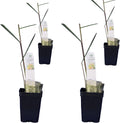 Lemongrass - Cymbopogon citratus. Live Plant. Fragrant, Fresh, Edible. Easy Grow. Indoor/Outdoor. (4 Lemongrass in Cup)