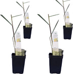Lemongrass - Cymbopogon citratus. Live Plant. Fragrant, Fresh, Edible. Easy Grow. Indoor/Outdoor. (4 Lemongrass in Cup)