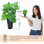 BlackBerry Plant Freedom-Ark (4 Pack) | Live Fruit Plant for Planting | Thornless & High-Yielding Variety | Large, Sweet & Juicy Berries | Perfect for Fresh Eating & Organic Gardens | Easy to Grow
