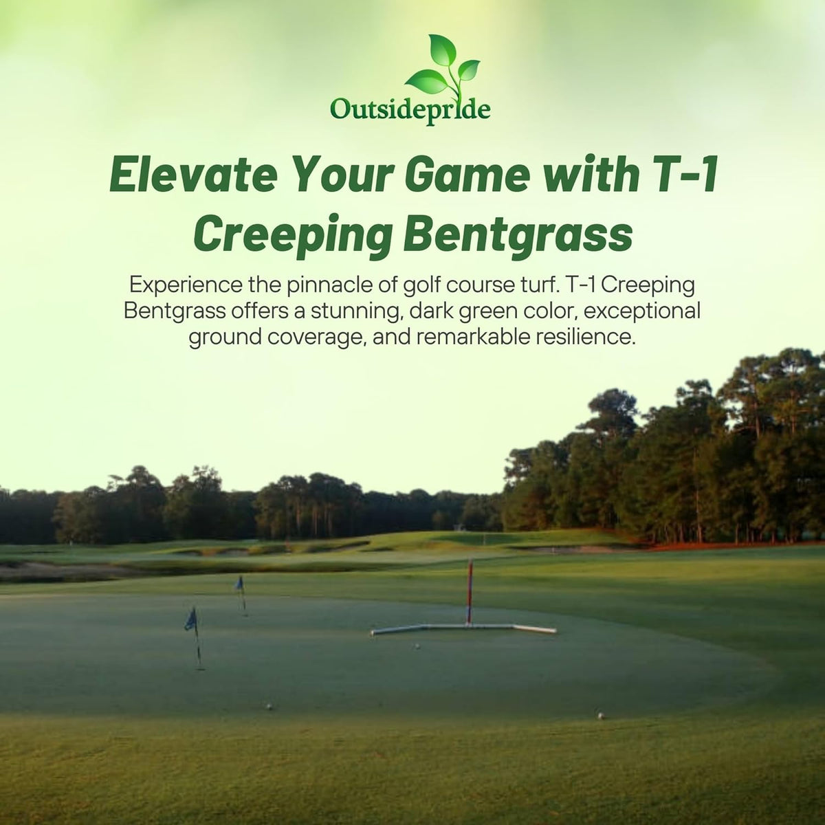 Outsidepride T-1 Creeping Bentgrass Seed - 2 lbs Fine-Bladed, Premium Quality Turf, Grass Seed for Smooth Surface, & High-Traffic Areas, Ideal Grass for Golf Courses Putting Greens, & Fairways