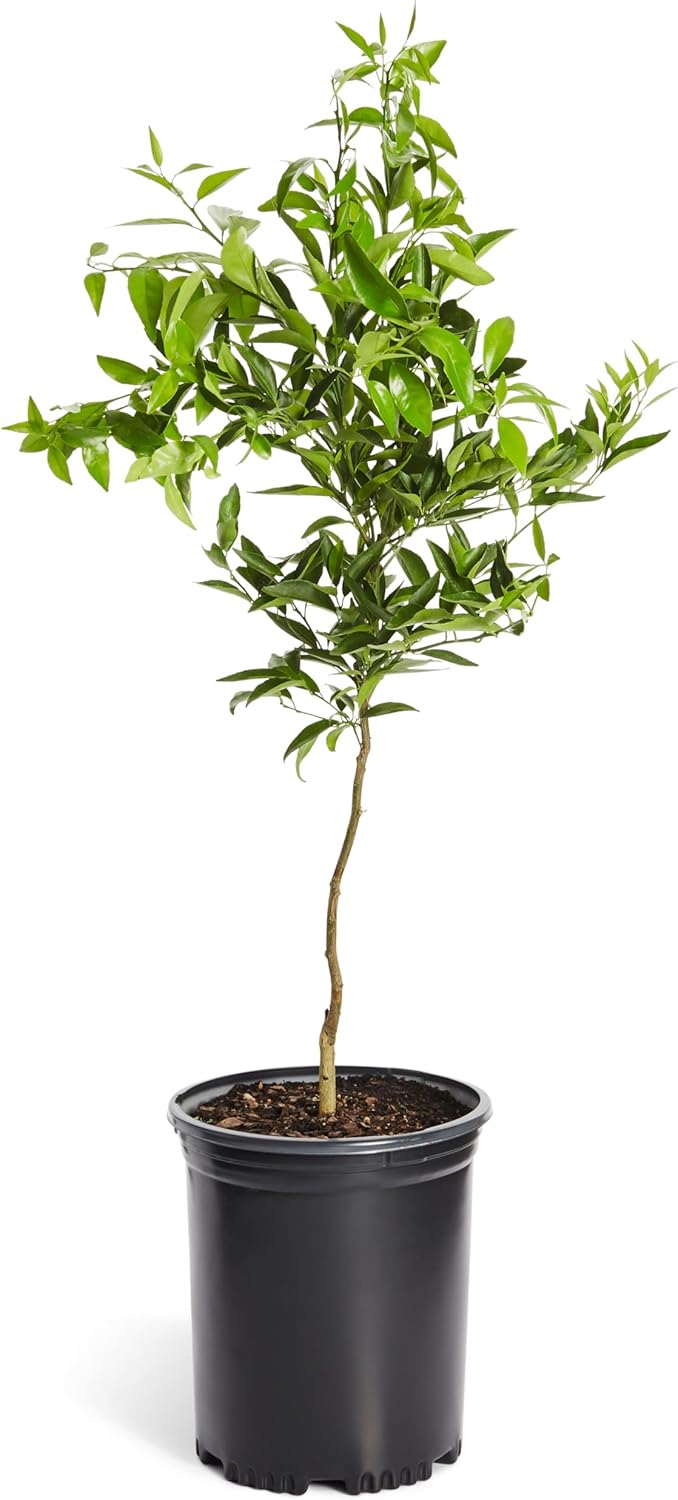 Brighter Blooms - Nules Clementine Tree, 4-5 Feet - Live Fruit Plant - No Shipping To AL, AZ, CA, FL, GA, LA, OR, TX, MS