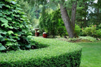 Dwarf Yaupon Holly | Ilex Schilling Stokes Vomitoria | 10 Live Plants | Drought Tolerant Low Maintenance Evergreen Hedge