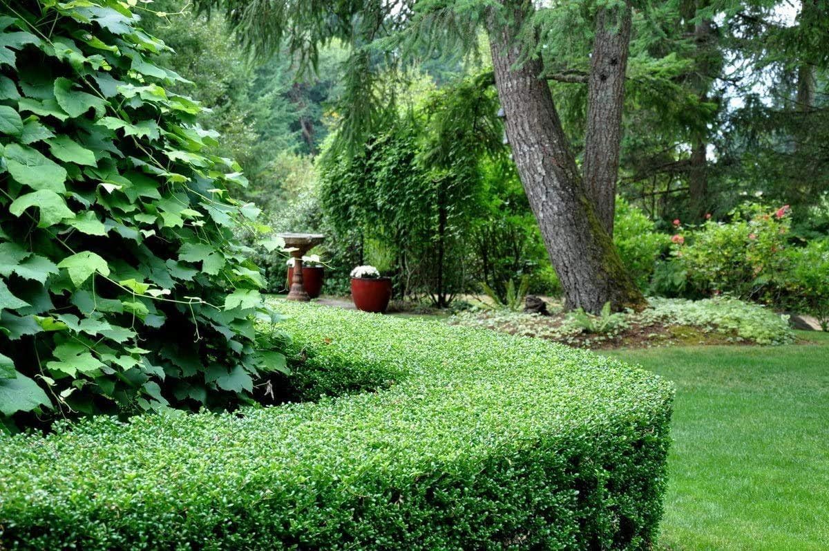 Dwarf Yaupon Holly | Ilex Schilling Stokes Vomitoria | 10 Live Plants | Drought Tolerant Low Maintenance Evergreen Hedge