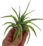 ragnaroc Air Plants - Tillandsia Brachycaulos Abdita, Large 4-6" - 3 ct - Live Arrival Guaranteed - House Plants for Home Decor & Gift