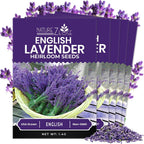 NatureZ Edge 7500 English Lavender Seeds for Planting Outdoors or Indoors, 90% Germination, to Give You The Lavender Plant You Need, Non-GMO, Heirloom Herb Seeds (5 Pack)
