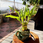 6-Stalk of 4" Small Lucky Bamboo Live Indoor Plant with Ceramic Vase, Live Indoor Lucky Bamboo for Home, Office and Gift (Swan)
