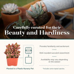 Shop Succulents Endless Summer Succulent Pack Collection - Live Mini Succulent Plants, Low Maintenance, Colors & Textures - Wedding and Party Favors, Gift & Garden, Pack of 100