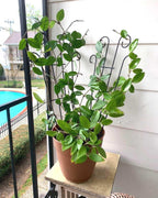 4 Pack 23'' Metal Garden Trellis for Climbing Plants Outdoor, Indoor Plant Trellis Support for Potted Plants, Rustproof Pot Trellis for Houseplant Flower Vines Ivy, Wave Shape, Black