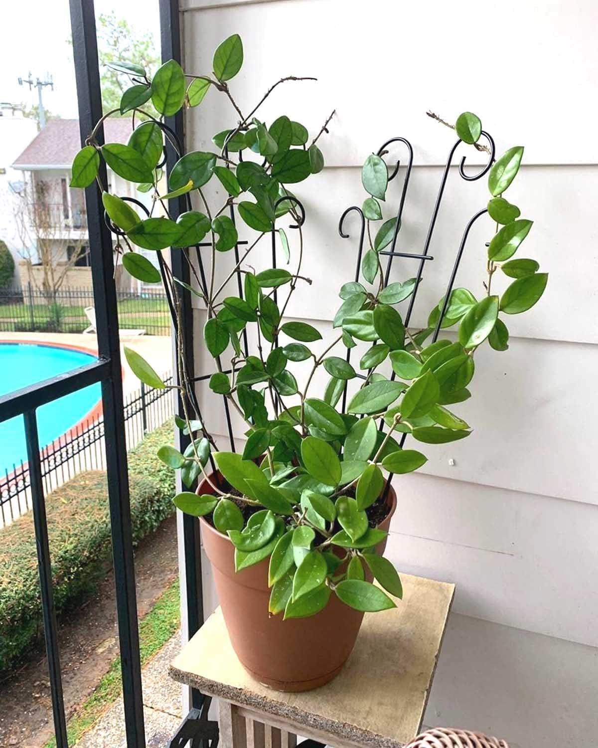 4 Pack 32'' Indoor Plant Trellis for Potted Plants, Metal Garden Trellis for Climbing Plants Outdoor, Black Coated Flower Pot Trellis for Climbing Plants Houseplants Vine Ivy