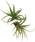 ragnaroc Air Plants - Tillandsia Capitata (Peach), Large 5-7” - 2 ct - Live Arrival Guaranteed - House Plants for Home Decor & Gift