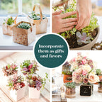 Shop Succulents Pastel Succulent Plant Pack Bulk Collection - Live Mini Succulent Plants, Low Maintenance, Bright & Serene Colors & Textures - Wedding and Party Favors, Gift & Garden, Pack of 128