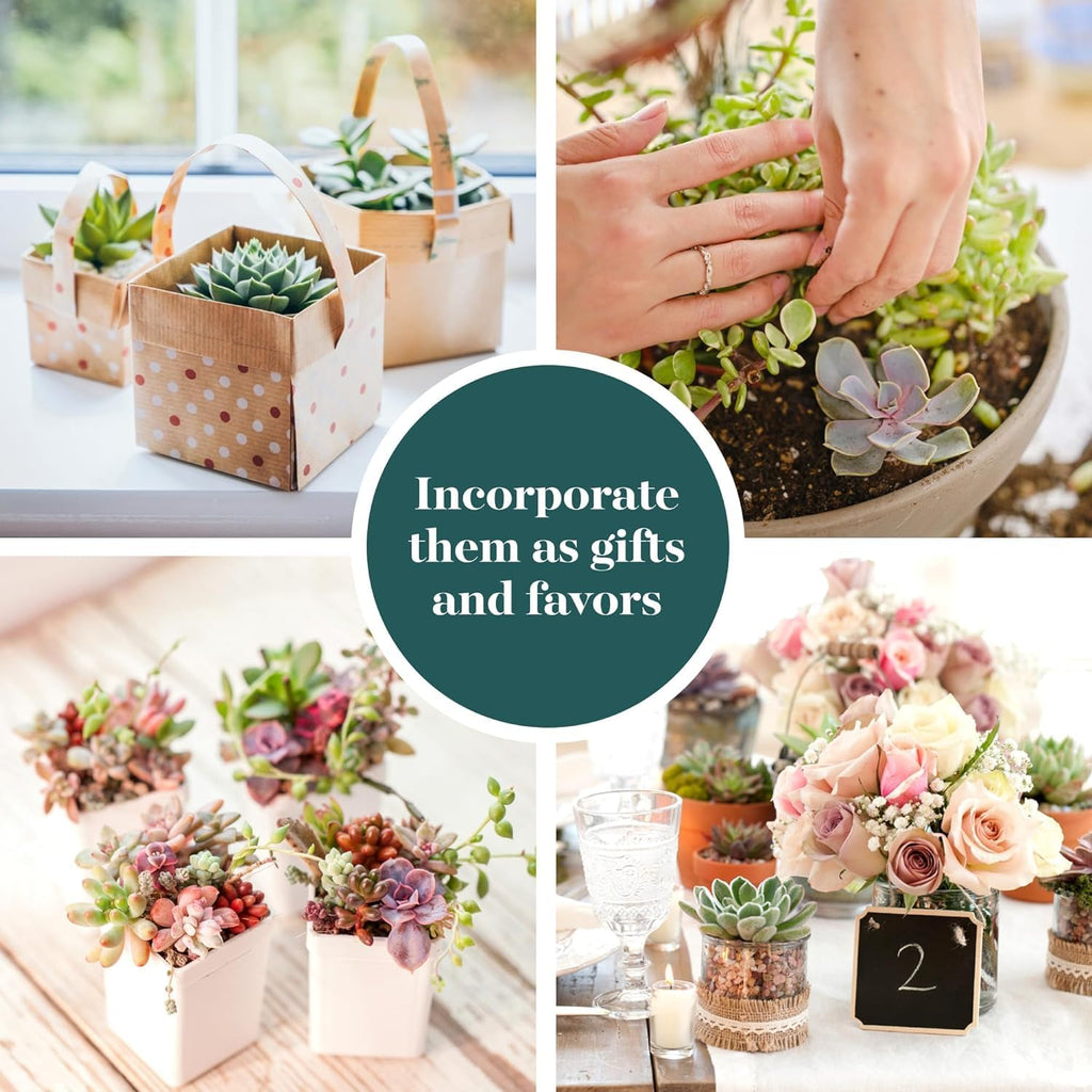 Shop Succulents Pastel Succulent Plant Pack Bulk Collection - Live Mini Succulent Plants, Low Maintenance, Bright & Serene Colors & Textures - Wedding and Party Favors, Gift & Garden, Pack of 64
