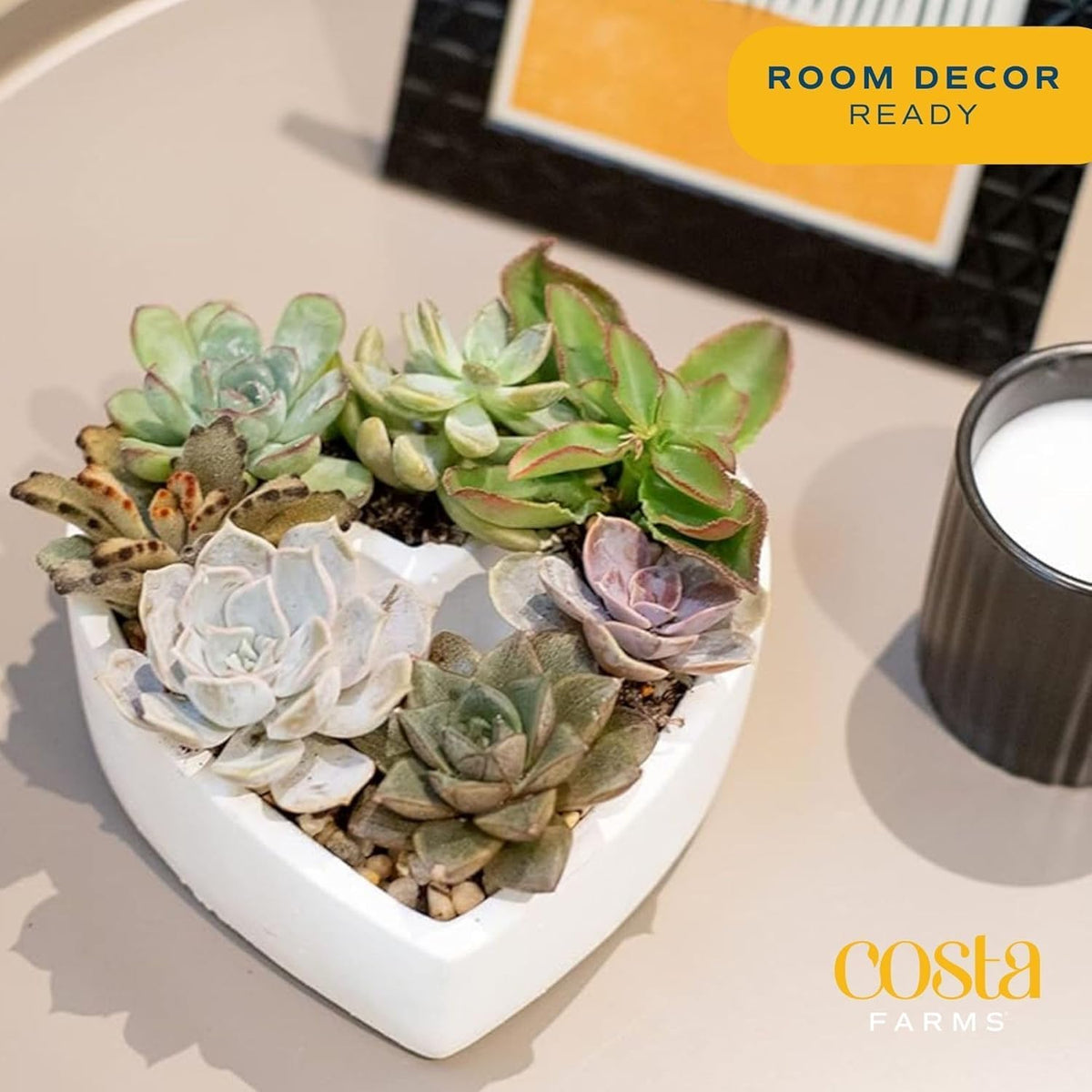 Costa Farms Mini Succulent DIY Heart Kit Fully Rooted, 2-inch Live Indoor Plant, 4-Inches Tall, Heart Frame DIY Kit, Housewarming Gift, Room Decor