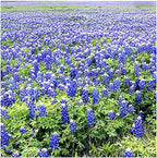 Texas & Oklahoma Wildflower Seeds Mix - Native Annuals, Perennials and Texas Bluebonnets. Non GMO Seeds.