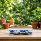 Blue and White Ceramic Bonsai Pot Large Shallow Bonsai Trees Pot Planter for Outdoor Use, 9" Ceramic Plant Pots with Drainage Hole for Cacti, Orchids, Succulents, Bonzie Tree Pots for Patio, Garden