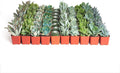 Shop Succulents Blue & Green Succulent Plant Pack Bulk Collection - Live Mini Succulent Plants, Low Maintenance, Mixture of Textures - Wedding and Party Favors, Gift & Garden, Pack of 140