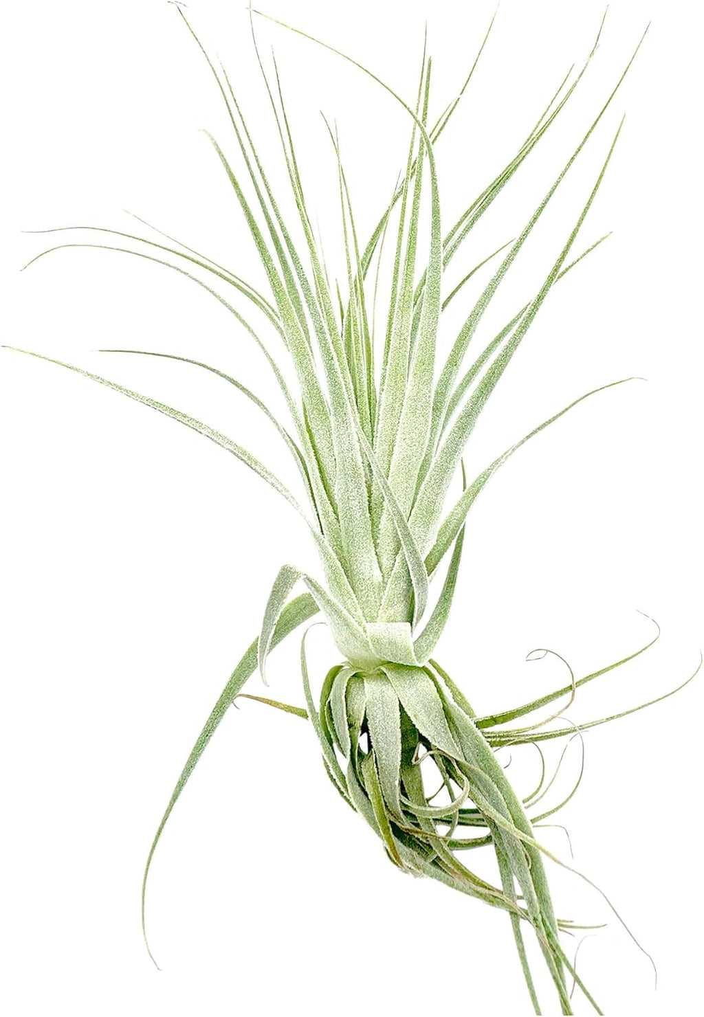 Live Air Plant - Tillandsia Gardneri 5-7” - 5ct - ragnaroc Rare Collectors Indoor Tropical Plant - Live Arrival Guaranteed - House Plants for Home Decor & Gift