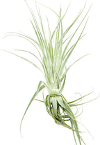 Live Air Plant - Tillandsia Gardneri 5-7” - 5ct - ragnaroc Rare Collectors Indoor Tropical Plant - Live Arrival Guaranteed - House Plants for Home Decor & Gift