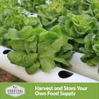 All The Year Round Lettuce Seed for Planting - 3 Packets with Instructions to Plant & Grow Adaptable Salad Greens in Your Home Vegetable Garden - Non-GMO Heirloom Variety - Survival Garden Seeds