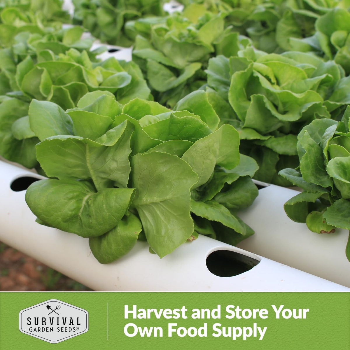 All The Year Round Lettuce Seed for Planting - 1 Packet with Instructions to Plant & Grow Adaptable Salad Greens in Your Home Vegetable Garden - Non-GMO Heirloom Variety - Survival Garden Seeds