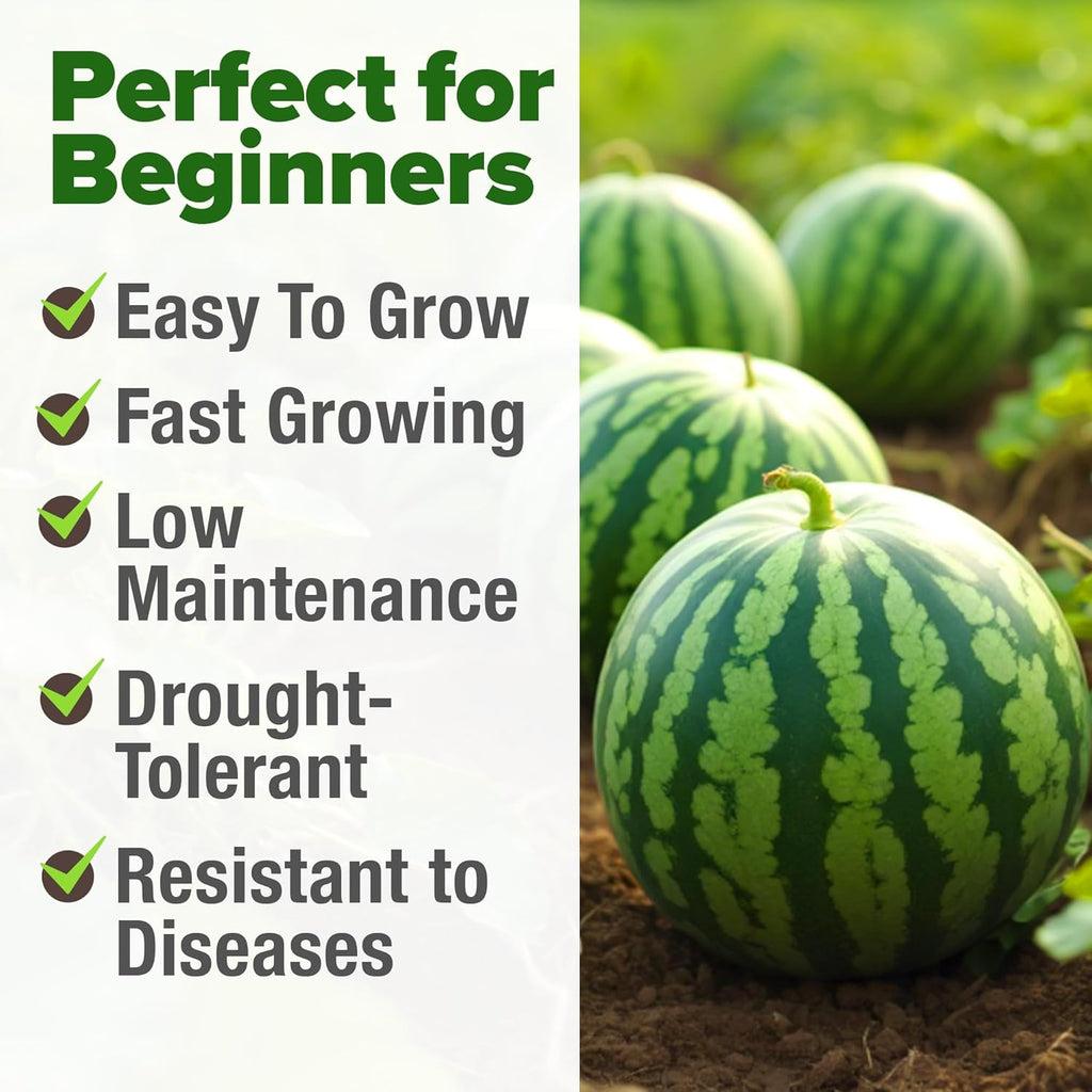 HOME GROWN 𝗨𝗦𝗔 𝗣𝗥𝗘𝗠𝗜𝗨𝗠 𝗢𝗥𝗚𝗔𝗡𝗜𝗖 Watermelon Vegetable Seeds (Crimson Sweet) – 15 Non-GMO, Heirloom Water Melon (7g) for Planting in Home Gardens or Beds Outdoors – Citrullus lanatus