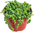 Live Succulent (4" String of Pearls), Succulents Plants Live, Succulent Plants Fully Rooted, Rare House Plant for Home Office Decoration, DIY Projects, Party Favor Gift by The Succulent Cult