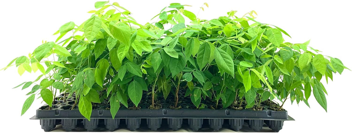 Amethyst Falls Wisteria Frutescens Vine | 20 Live Plants | Beautiful Drought Tolerant Fragrant Purple Flowering Vine